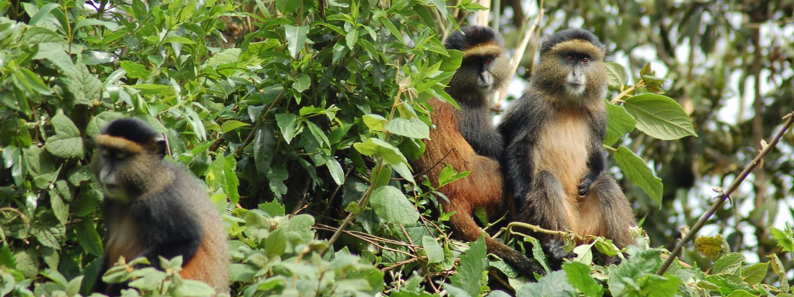 Rwanda Gorilla And Wildlife Safaris Journeys Uganda