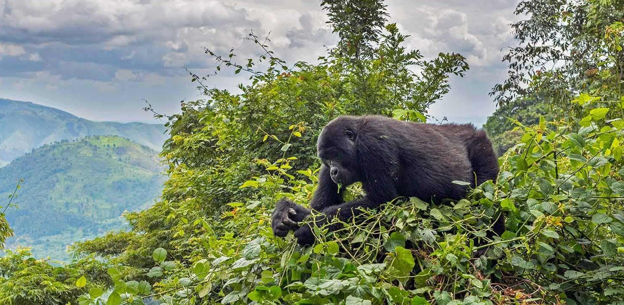 3 Day Gorilla Habituation Bwindi Safari Journeys Uganda