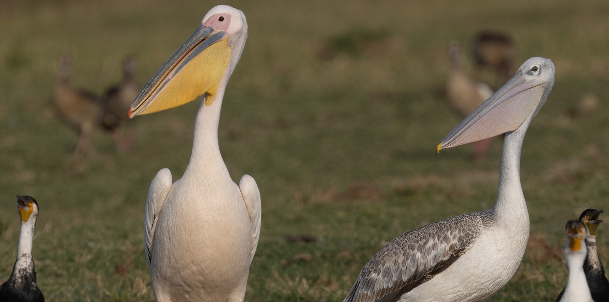 Day Queen Elizabeth National Park Birding Safari Journeys Uganda