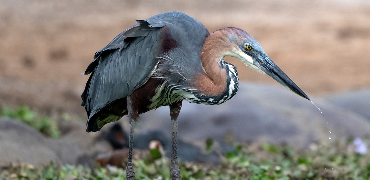 The Goliath Heron In Uganda Journeys Uganda