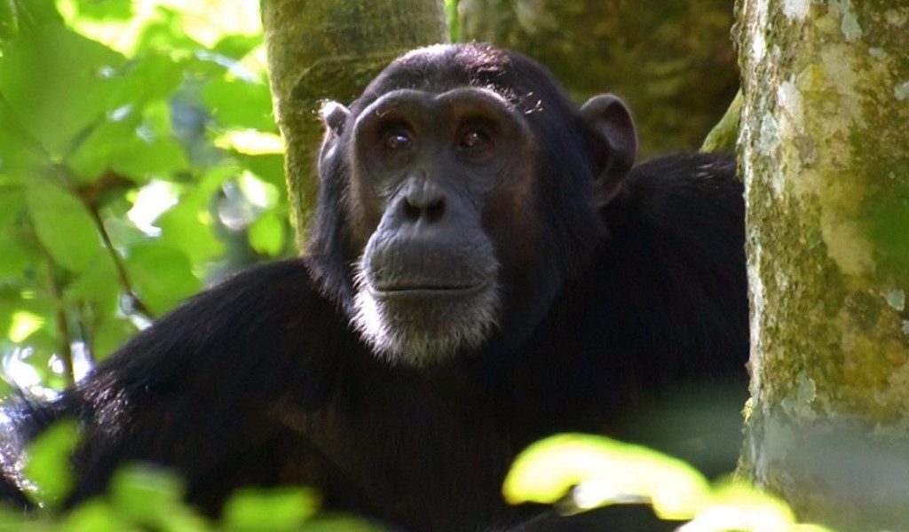 Being the primate capital in Uganda and perhaps the entire world, Kibale Forest National Park which is usually encountered on any of our Uganda safaris has got great concentrations of primates in the whole of Africa