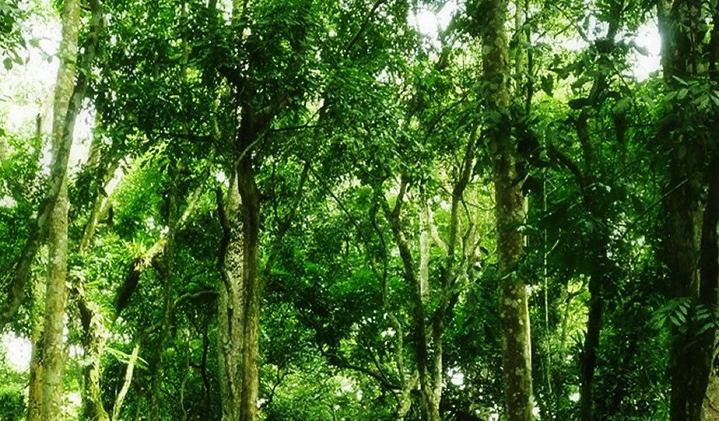 The Hidden Treasures of Mabira Forest