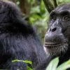 10 Days Gorilla Wildlife and Chimpanzee Tracking Safari, Go gorilla tracking (subject to availability of gorilla permits at time of booking), carrying a packed lunch. You will be led and accompanied by ranger guides