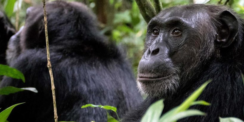 10 Days Gorilla Wildlife and Chimpanzee Tracking Safari, Go gorilla tracking (subject to availability of gorilla permits at time of booking), carrying a packed lunch. You will be led and accompanied by ranger guides