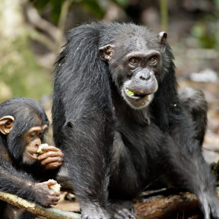 11 Days Uganda Primates Safari Extra, takes you to into the heart of Uganda's beautiful wilderness with our Uganda Primates Safari. Chimpanzee trekking in Kibale Forest National Park