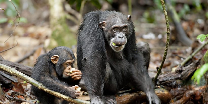 11 Days Uganda Primates Safari Extra, takes you to into the heart of Uganda's beautiful wilderness with our Uganda Primates Safari. Chimpanzee trekking in Kibale Forest National Park