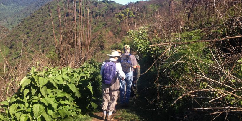 14 Days Walking and Volcano Climbing Safari comences from Mabira is an ecologically important site for Uganda, it provides a habitat for many species of plants and animals including 312 trees and shrub species, 287 species of birds, 16 small mammals