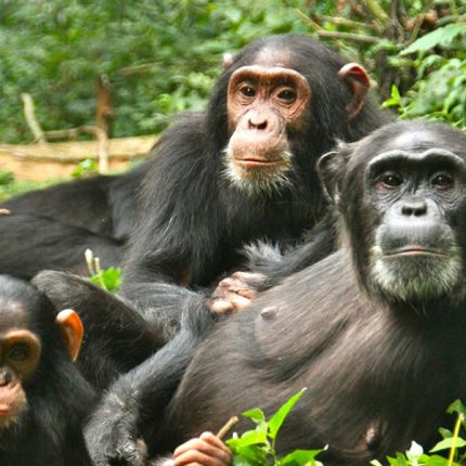 4 Days Kibale Chimpanzee Safari, Explore the rich biodiversity in the Kibale forest, ranging from the high concentration of primates among which is the multitude of species of monkeys, baboons, and the popular chimpanzees