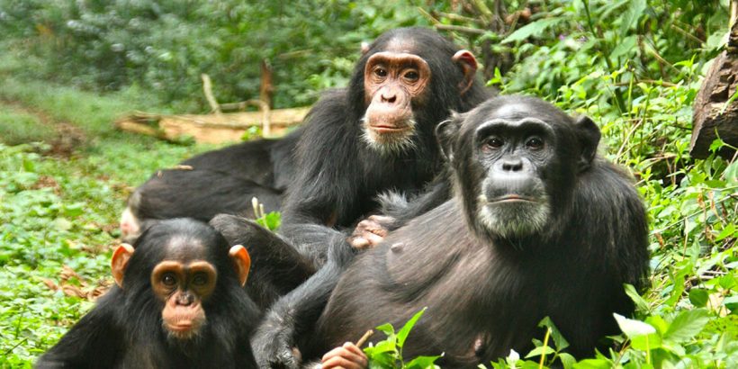 4 Days Kibale Chimpanzee Safari, Explore the rich biodiversity in the Kibale forest, ranging from the high concentration of primates among which is the multitude of species of monkeys, baboons, and the popular chimpanzees