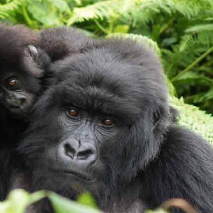 4 Days Rwanda Gorillas & Golden Monkey Trekking