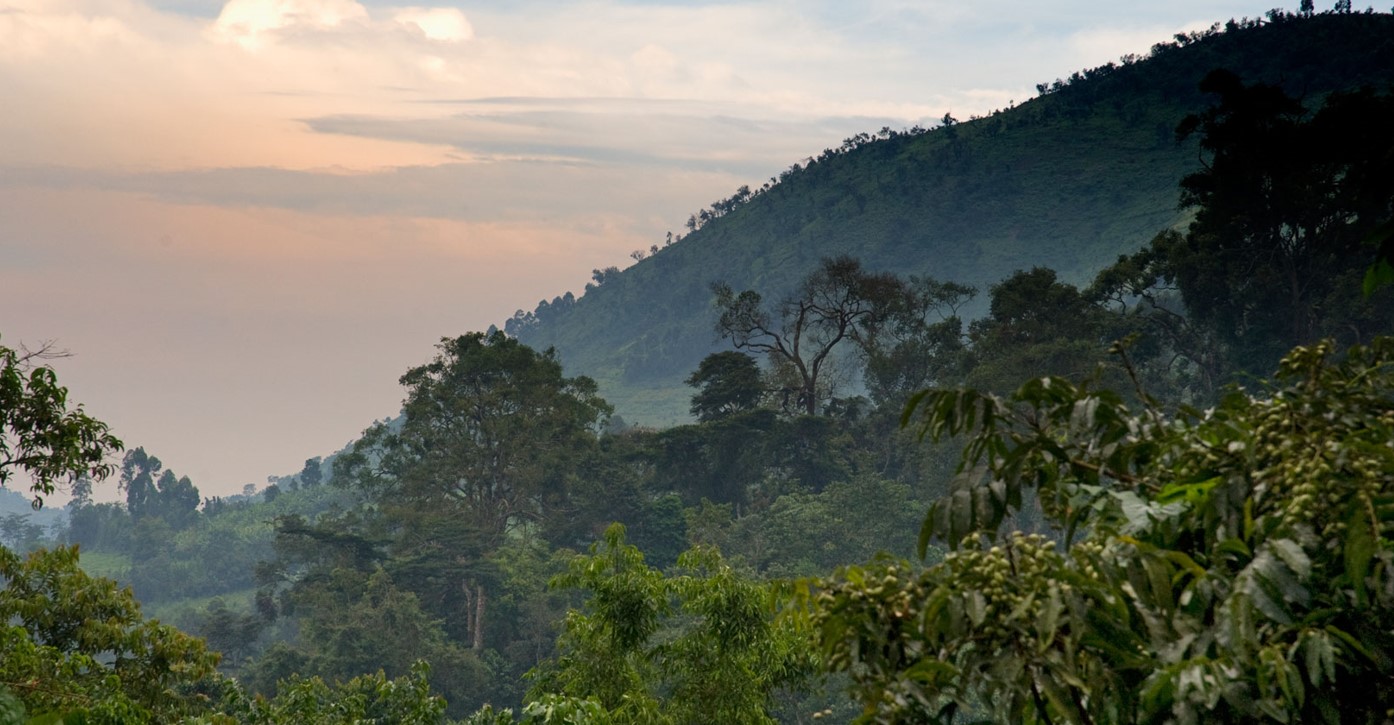 6 Days Gorillas in Virunga & Bwindi impenetrable Forest The Virunga conservation area is where three national frontiers