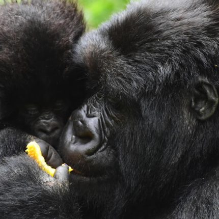6 Days Gorillas in Virungas & Bwindi The virungas conservation area is where three national frontiers converge on the dormant volcanoes where the mountain gorillas live on the edge of the Rift Valley: Rwanda,