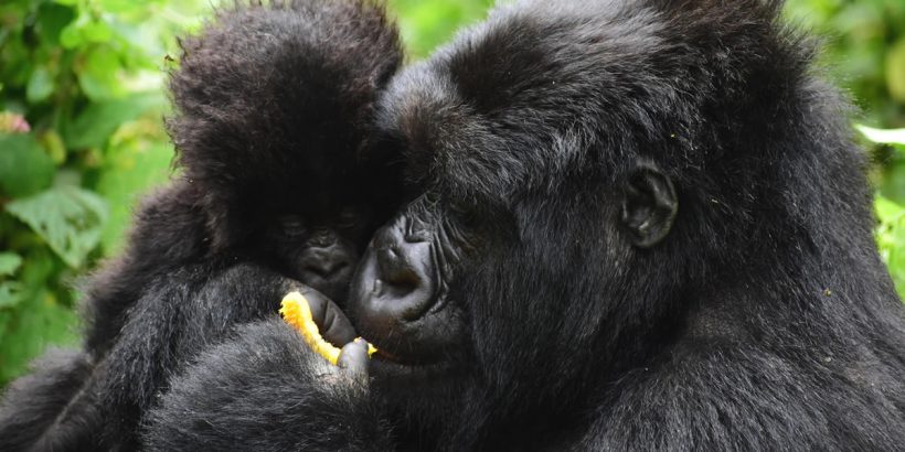 6 Days Gorillas in Virungas & Bwindi The virungas conservation area is where three national frontiers converge on the dormant volcanoes where the mountain gorillas live on the edge of the Rift Valley: Rwanda,