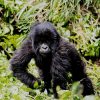 6 Days Gorillas in Virunga & Bwindi impenetrable Forest, The virunga conservation area is where three national frontiers converge