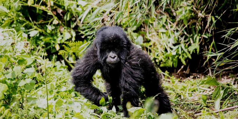 6 Days Gorillas in Virunga & Bwindi impenetrable Forest, The virunga conservation area is where three national frontiers converge