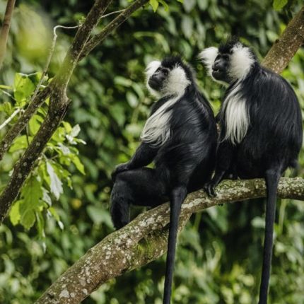 7 Days Rwanda & Uganda Gorilla Safari