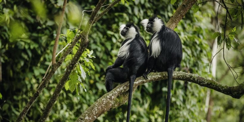 7 Days Rwanda & Uganda Gorilla Safari