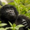 7 Days Uganda Gorillas & Primates Safari ? That is our specialty at journeys Uganda. with the primates capital, and a number of natural forest there are more than enough primates to see in Uganda