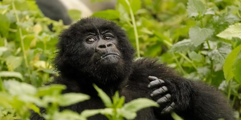 7 Days Uganda Gorillas & Primates Safari ? That is our specialty at journeys Uganda. with the primates capital, and a number of natural forest there are more than enough primates to see in Uganda