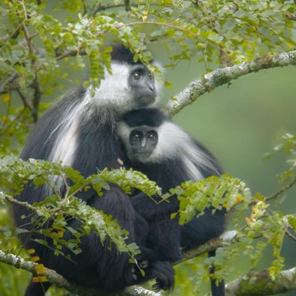 12 Days Uganda Rwanda Primates: Discover the best of Uganda Rwanda Primates, the land of a thousand hills and the pearl of Africa. Follow in the footsteps of many great travelers who have experience