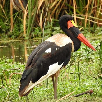 30 Days Hardcore Birding Safari In Uganda