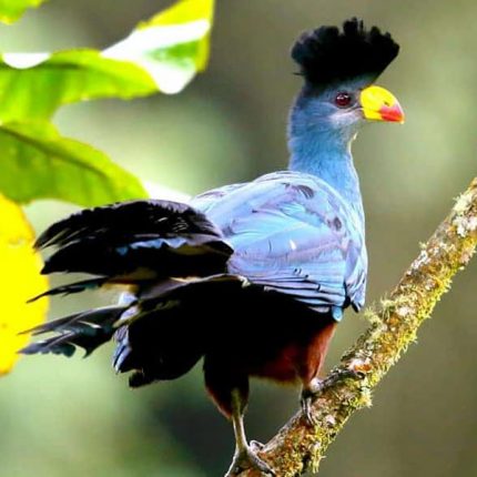 21 days Best Multi Habitat Birding Trip to Uganda