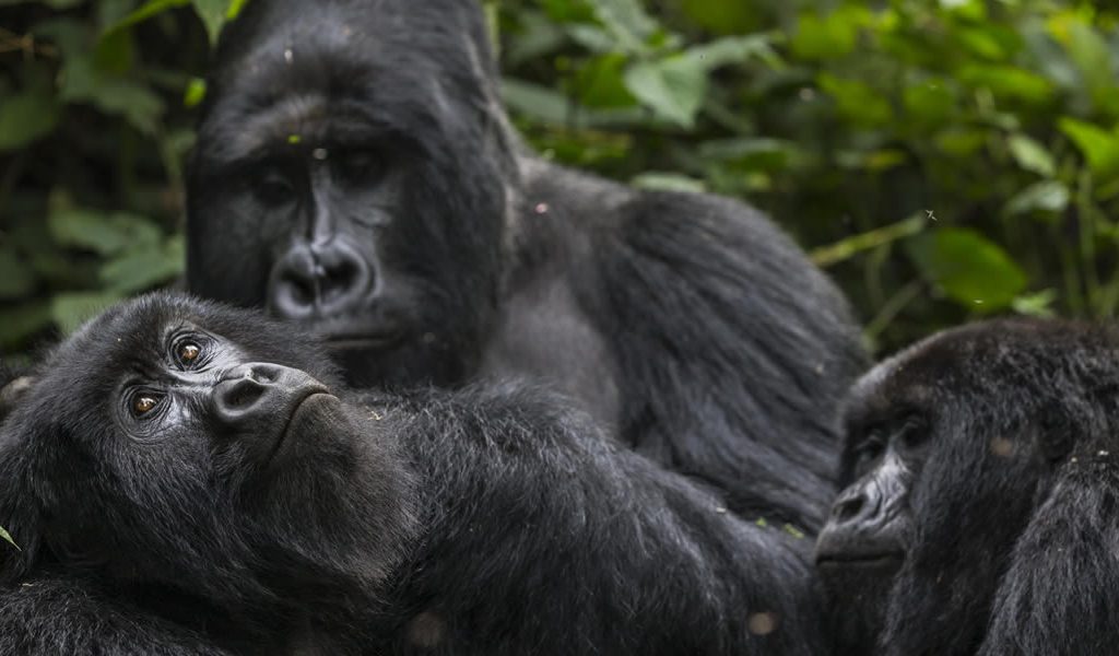 Bwindi Impenetrable National Park in South west of Uganda lies the home of half the world’s remaining population of mountain Gorillas