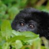 3 Days Rwanda Gorilla Trek takes you to Parc National des Volcans is a section of the large Virunga Conservation Area found in Rwanda and is situated at the extreme Northwestern part of Rwanda