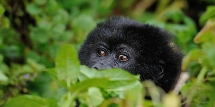 3 Days Rwanda Gorilla Trek takes you to Parc National des Volcans is a section of the large Virunga Conservation Area found in Rwanda and is situated at the extreme Northwestern part of Rwanda