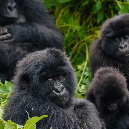 5 Days Gorillas in Mgahinga & Volcanoes, Virunga conservation area is where three national frontiers converge on the dormant volcanoes where the mountain gorillas live on the edge of the Rift Valley