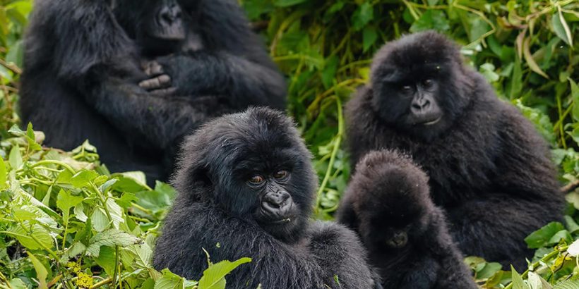 5 Days Gorillas in Mgahinga & Volcanoes, Virunga conservation area is where three national frontiers converge on the dormant volcanoes where the mountain gorillas live on the edge of the Rift Valley