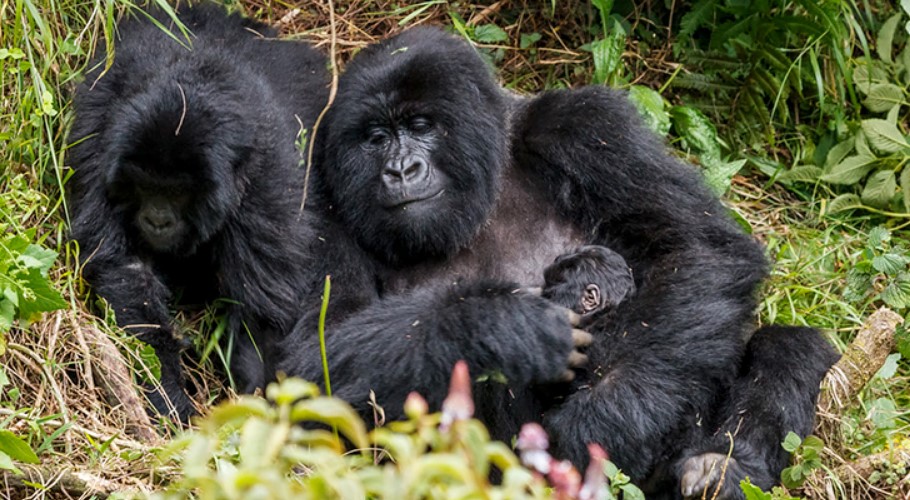 Gorilla tracking Uganda
