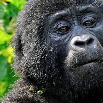 10 Days Great Apes & Wildlife Uganda Rwanda