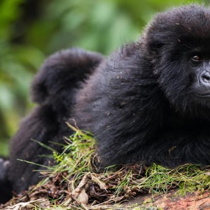 12 Days Uganda Rwanda Primates & Culture