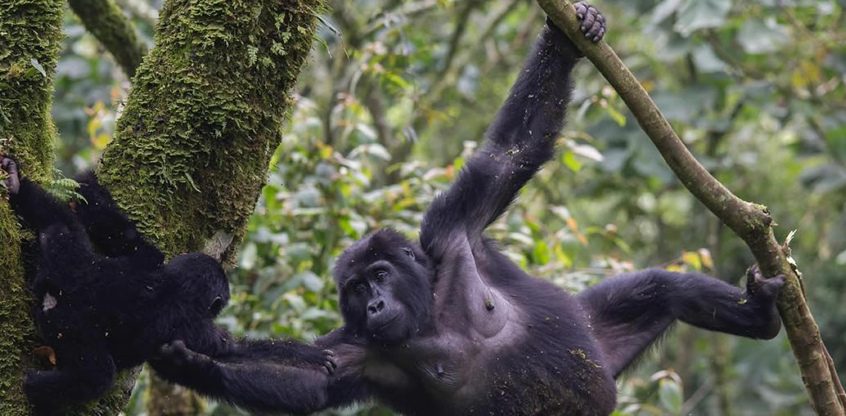 How do Gorillas Behave Although strong gorillas are largely placid and shy living in Social Structures