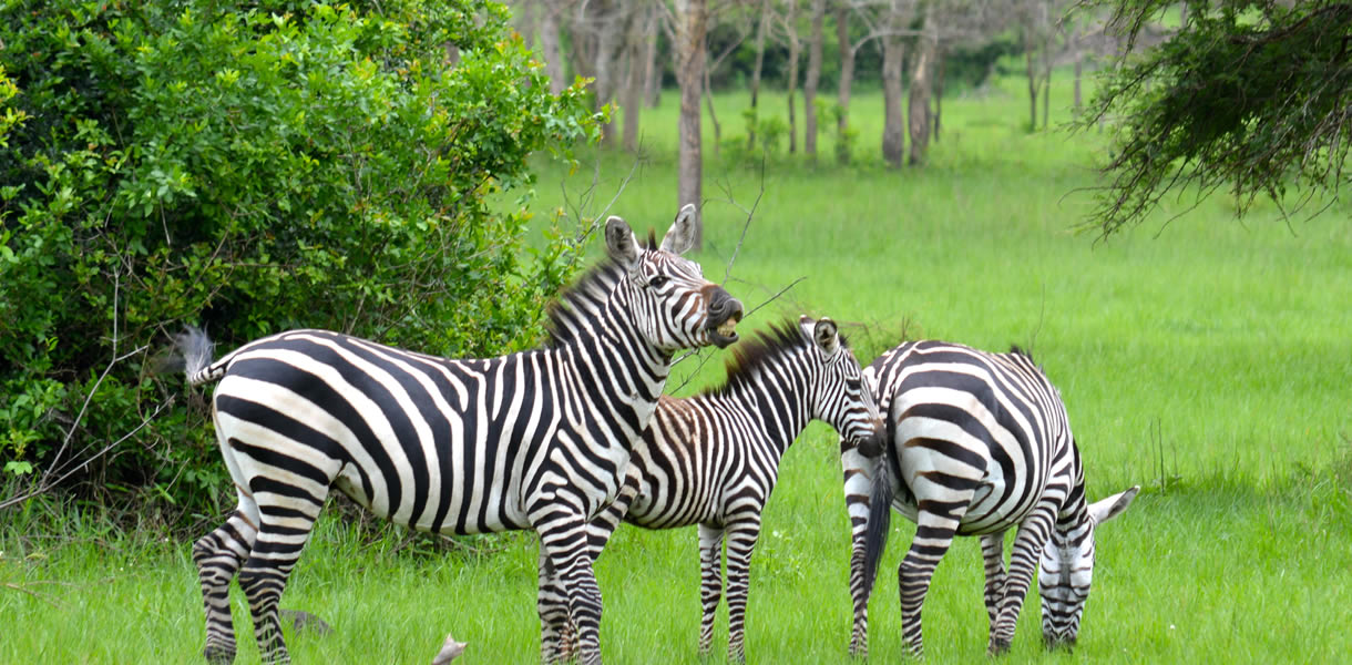 Lake Mburo National Park Uganda’s smallest national parks as it covers an area of 260