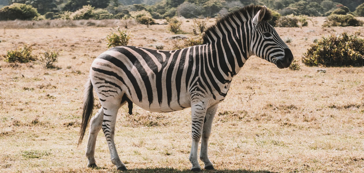 Lake Mburo National Park