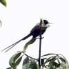 16 Days Albertine Rift Endemic bird watching Safari to Uganda