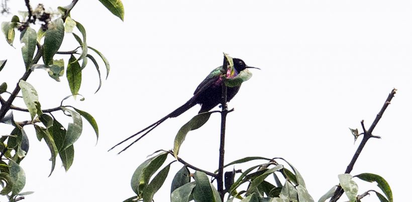 16 Days Albertine Rift Endemic bird watching Safari to Uganda