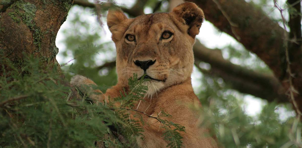 Queen Elizabeth National Park