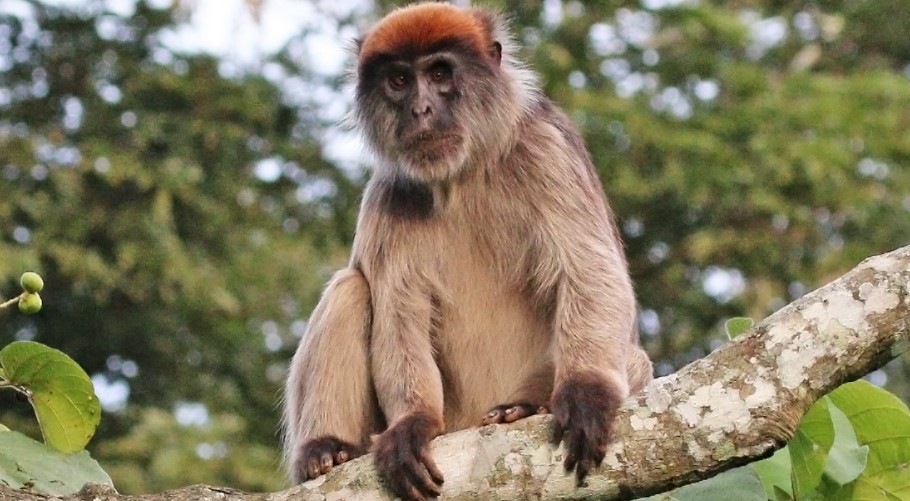 The Red colobus monkey