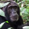 Rwanda Gorilla, chimpanzee Tracking