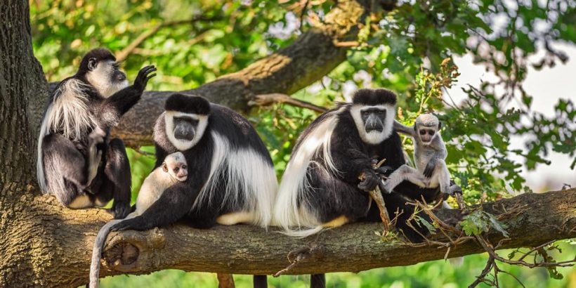 12 Days Uganda Rwanda Primate Safari