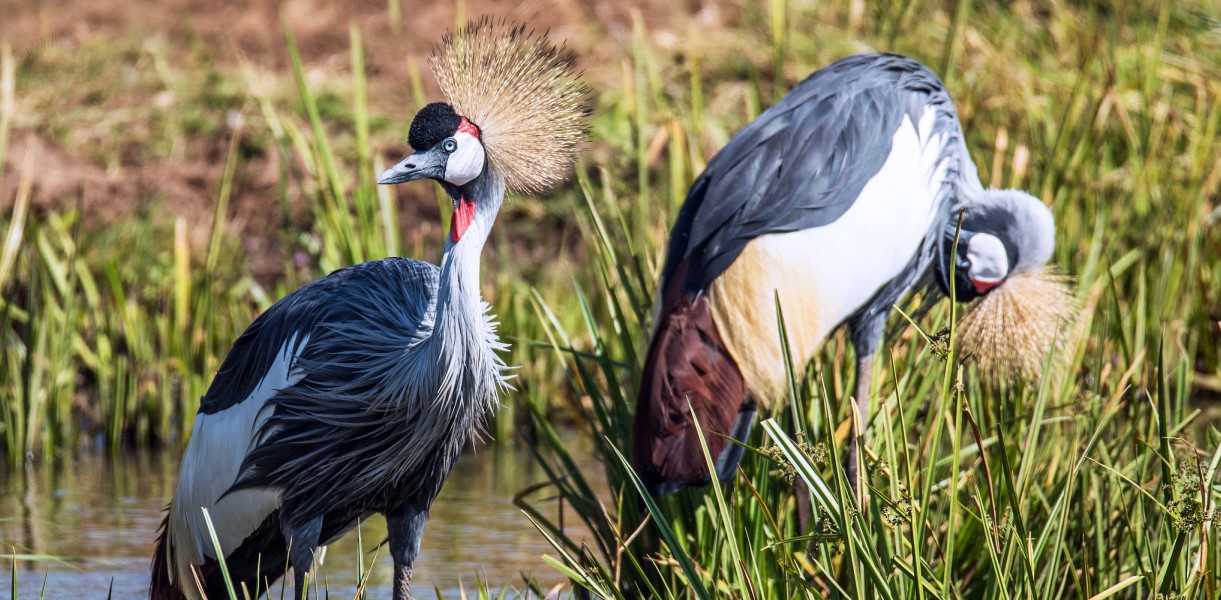 Birding In Uganda