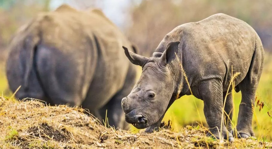 Ziwa rhino sanctuary home of the wild rhinos