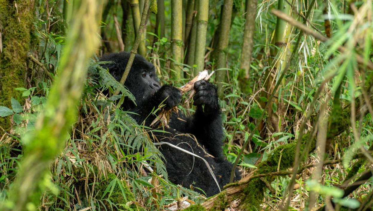 6 Days Gorillas in Virunga & Bwindi impenetrable Forest, The Virunga conservation area