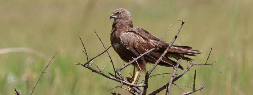14 Days Birding In Uganda For Specials