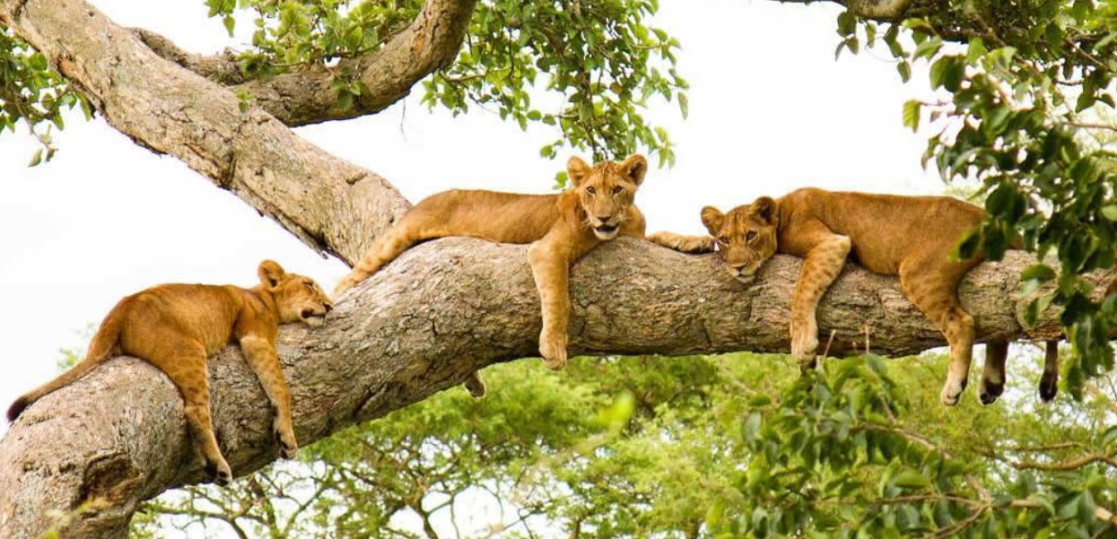Ishasha Queen Elizabeth National Park is located in the south-western rim of the Park in Uganda. Its the home of tree climbing lions