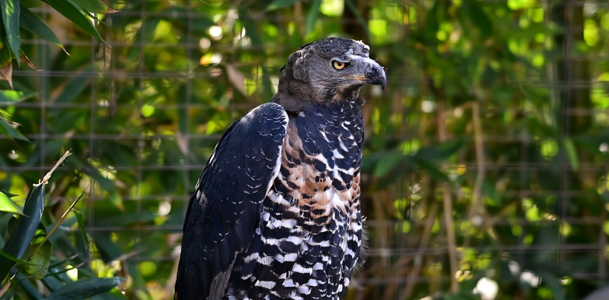 Birding the Royal Mile in Budongo Forest.
