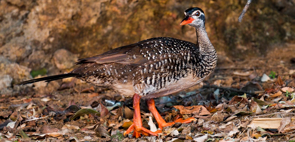 3-days Lake Mburo Birding Safari: This is one of Uganda's ideal places for a birding safari that includes wildlife and several bird species